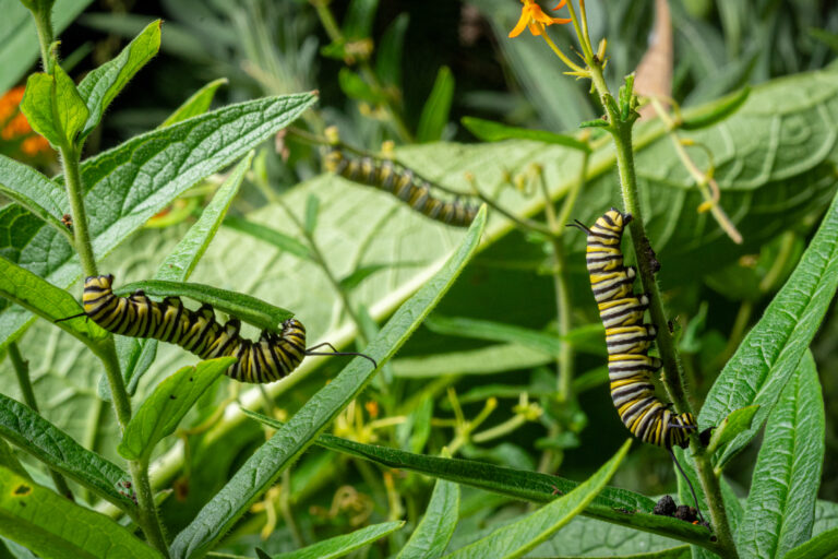 monarch caterpillar, milkweed