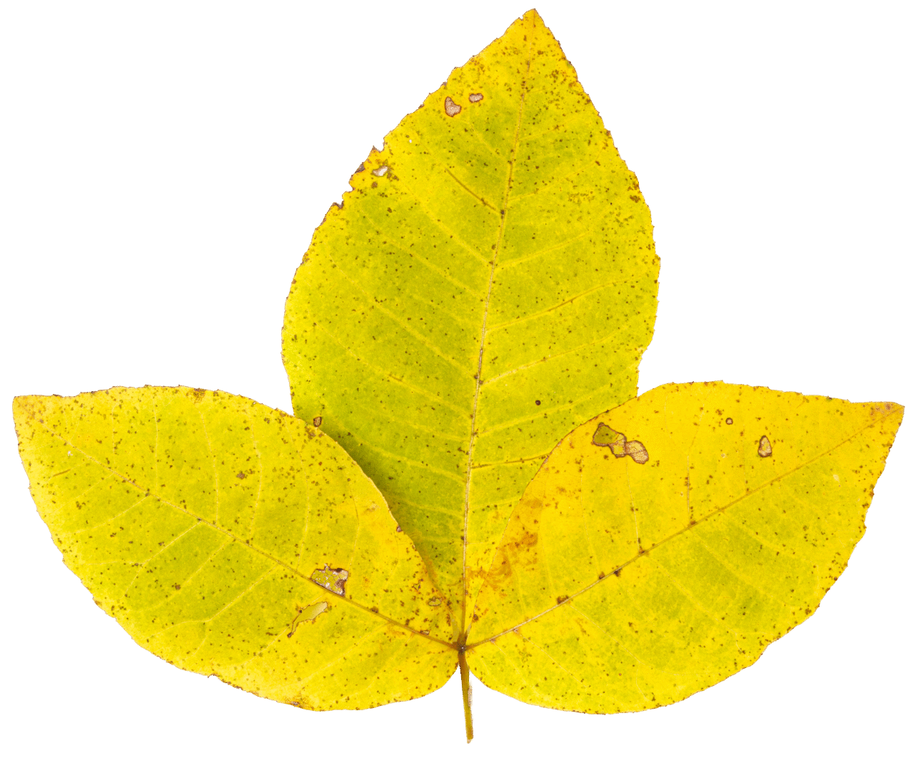 hickory leaves, the anthronaturallist