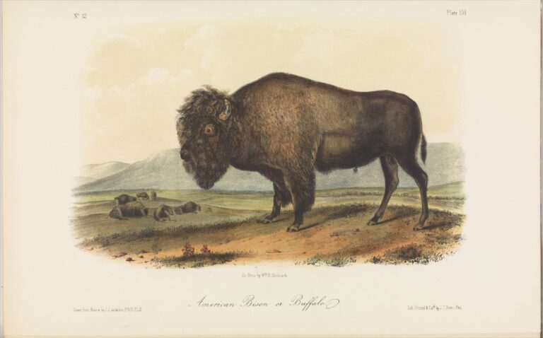 bison, audubon, anthronaturalist